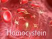 homocystein